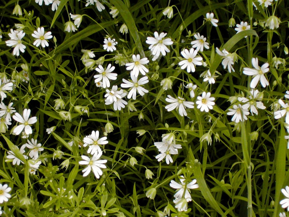 Stellaria holostea - Greater Stitchwort - Emorsgate Seeds