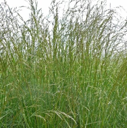 Schedonorus pratensis (Festuca pratensis) - Meadow Fescue - Emorsgate Seeds