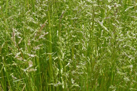 Poa trivialis - Rough-stalked Meadow-grass - Emorsgate Seeds