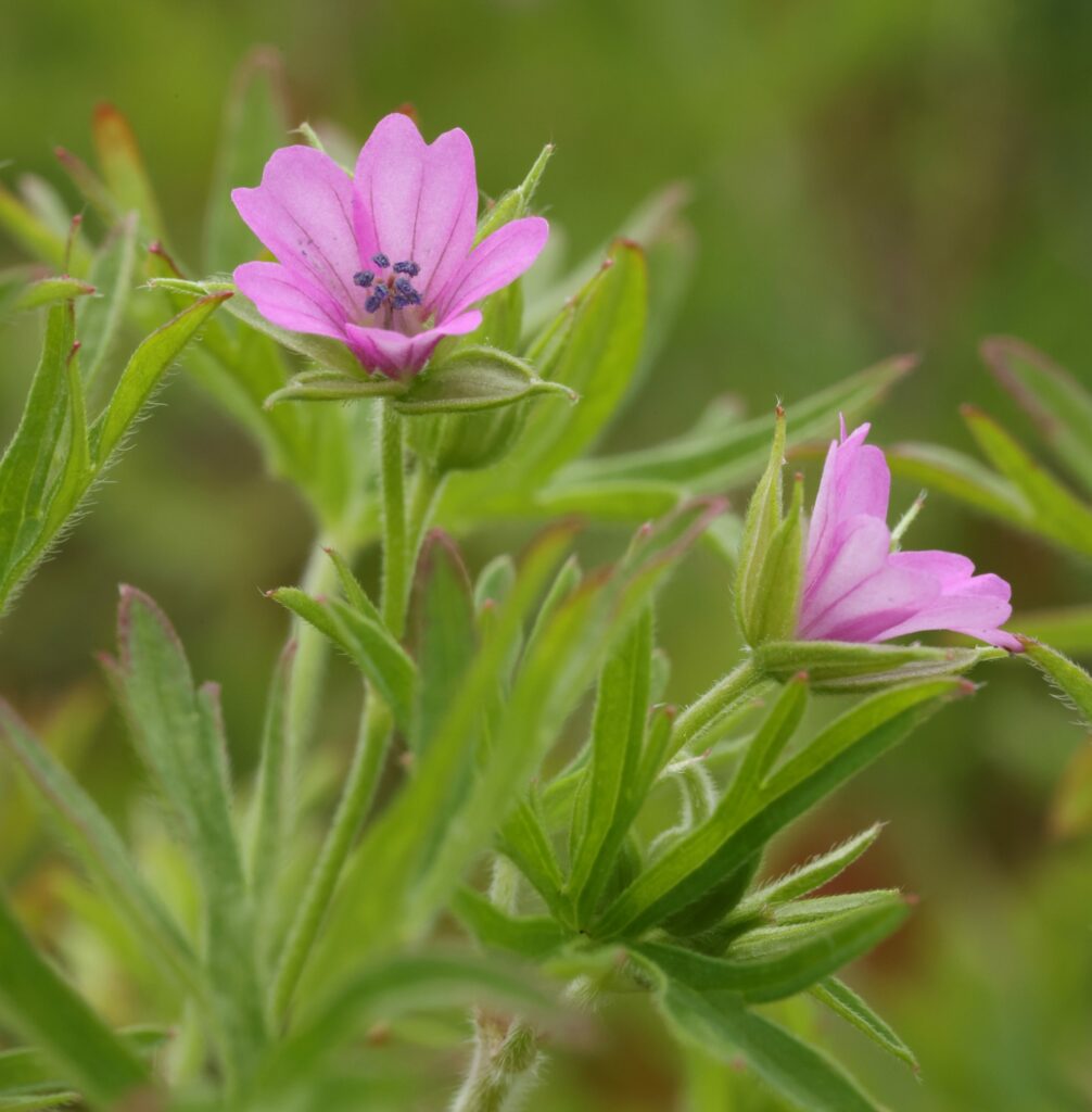 Geranium Dissectum Cut Leaved Crane S Bill Emorsgate Seeds