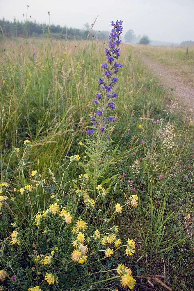 <i>Echium vulgare </i> - Viper's Bugloss - Image 2