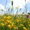 EM32 The Royal Meadows Highgrove Mixture