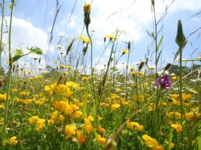 EM32 The Royal Meadows Highgrove Mixture