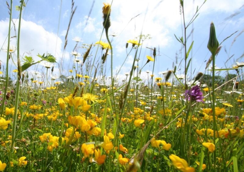 EM32 The Royal Meadows Highgrove Mixture