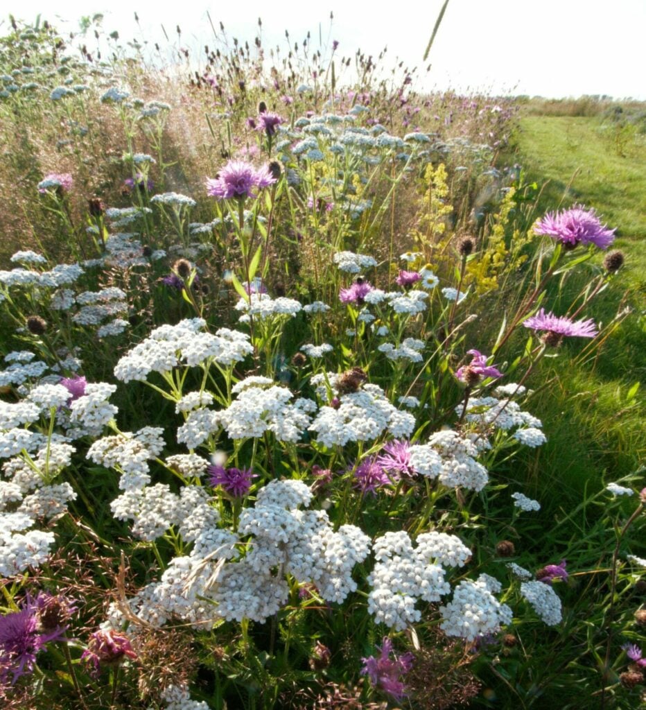 EM6F Wild Flowers for Chalk & Limestone Soils - Emorsgate Seeds