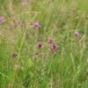 EG5 Meadow Grass Mixture for Loamy Soils