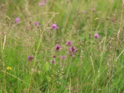 EG5 Meadow Grass Mixture for Loamy Soils