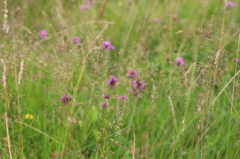 EG5 Meadow Grass Mixture for Loamy Soils