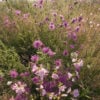 EM5F Wild Flowers for Loamy Soils