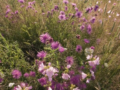 EM5 Meadow Mixture for Loamy Soils