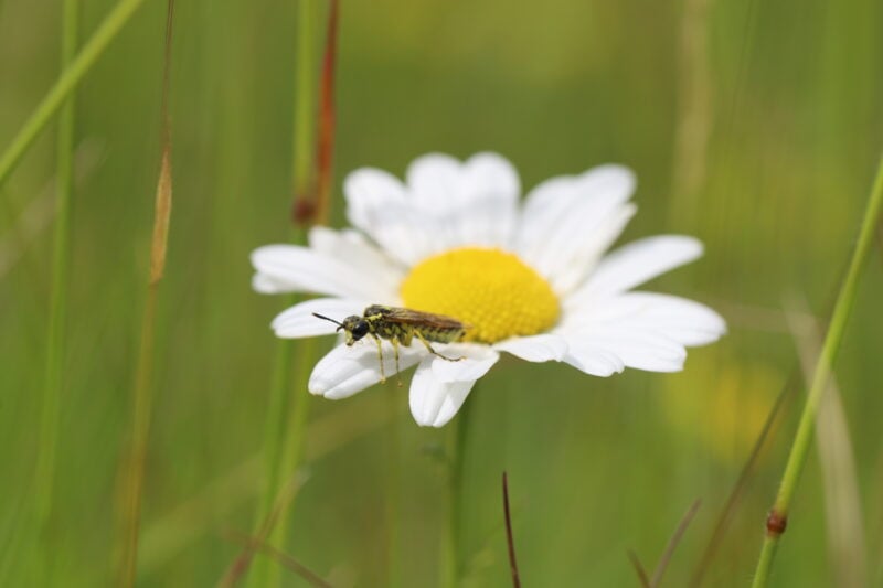 <i>Leucanthemum vulgare </i> -  Oxeye Daisy  -  (Moon Daisy) - Image 2