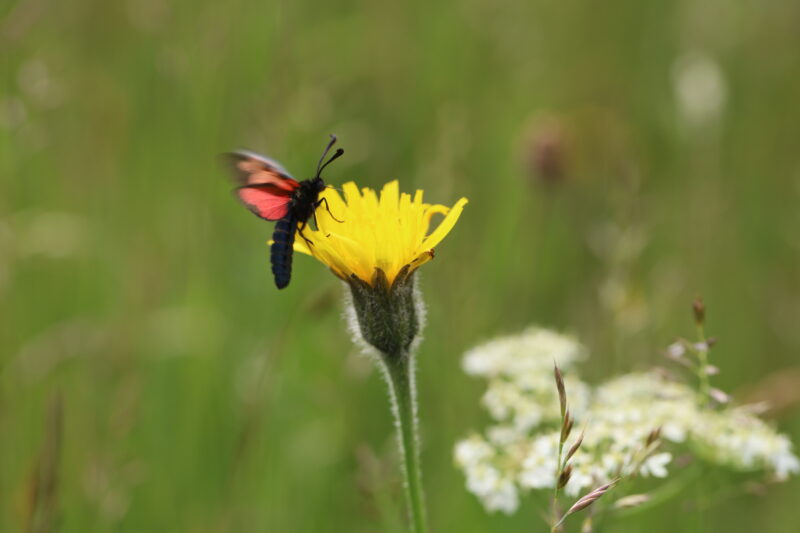 <i>Leontodon hispidus </i> -  Rough Hawkbit - Image 2