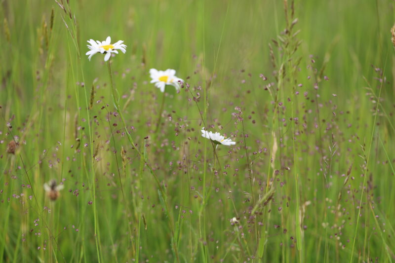 <i>Briza media </i> -  Quaking Grass - Image 2