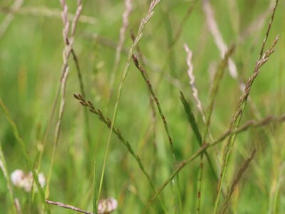 Lolium perenne - Perennial Ryegrass (Ag)