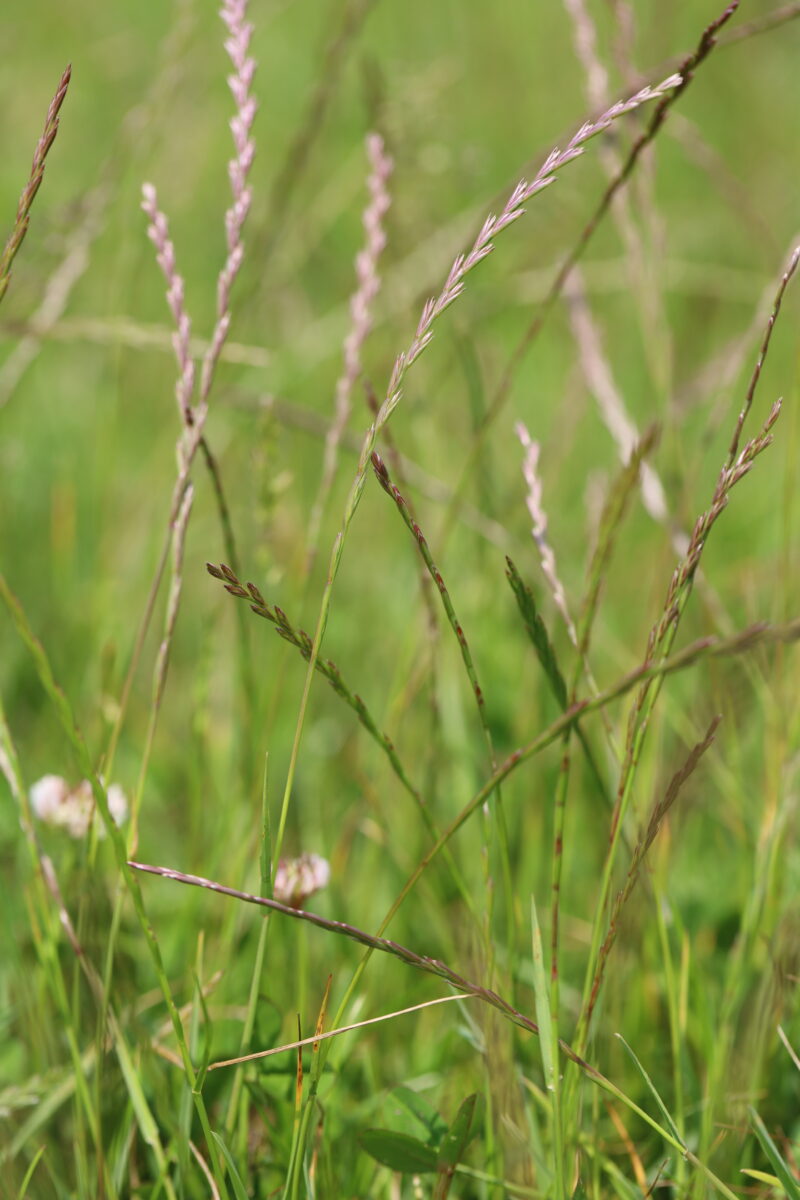 <i>Lolium perenne </i> -  Perennial Ryegrass (Ag)