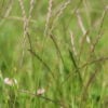 Lolium perenne - Perennial Ryegrass