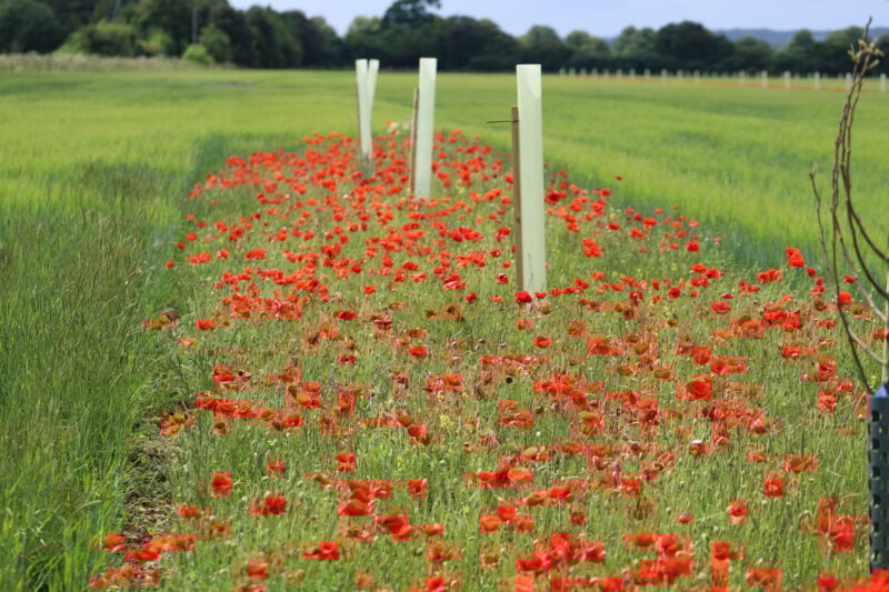 <i>Papaver rhoeas </i> -  Common Poppy - Image 2