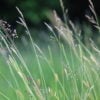 EG4 Meadow Grass Mixture for Clay Soils
