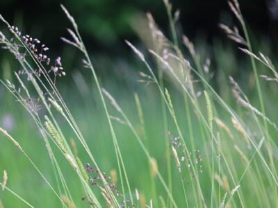 EG4 Meadow Grass Mixture for Clay Soils