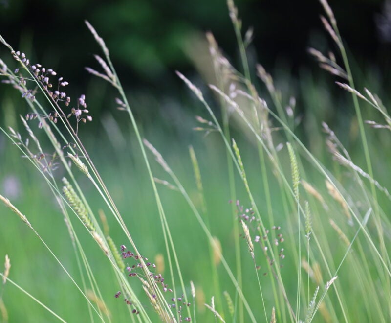 EG4 Meadow Grass Mixture for Clay Soils