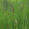 EG5 Meadow Grass Mixture for Loamy Soils