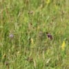 EG8 Meadow Grass Mixture for Wet Soils