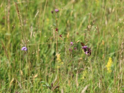 EG8 Meadow Grass Mixture for Wet Soils