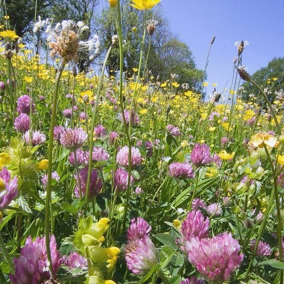 Meadow Mixtures for Specific Soils