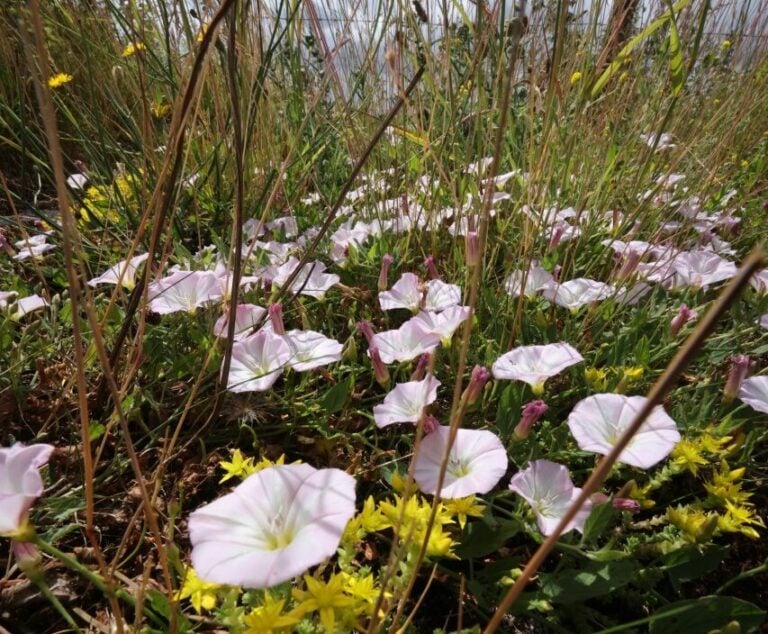 Convolvulus arvensis Field Bindweed Emorsgate Seeds