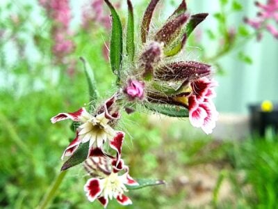 Small-flowered Catchfly