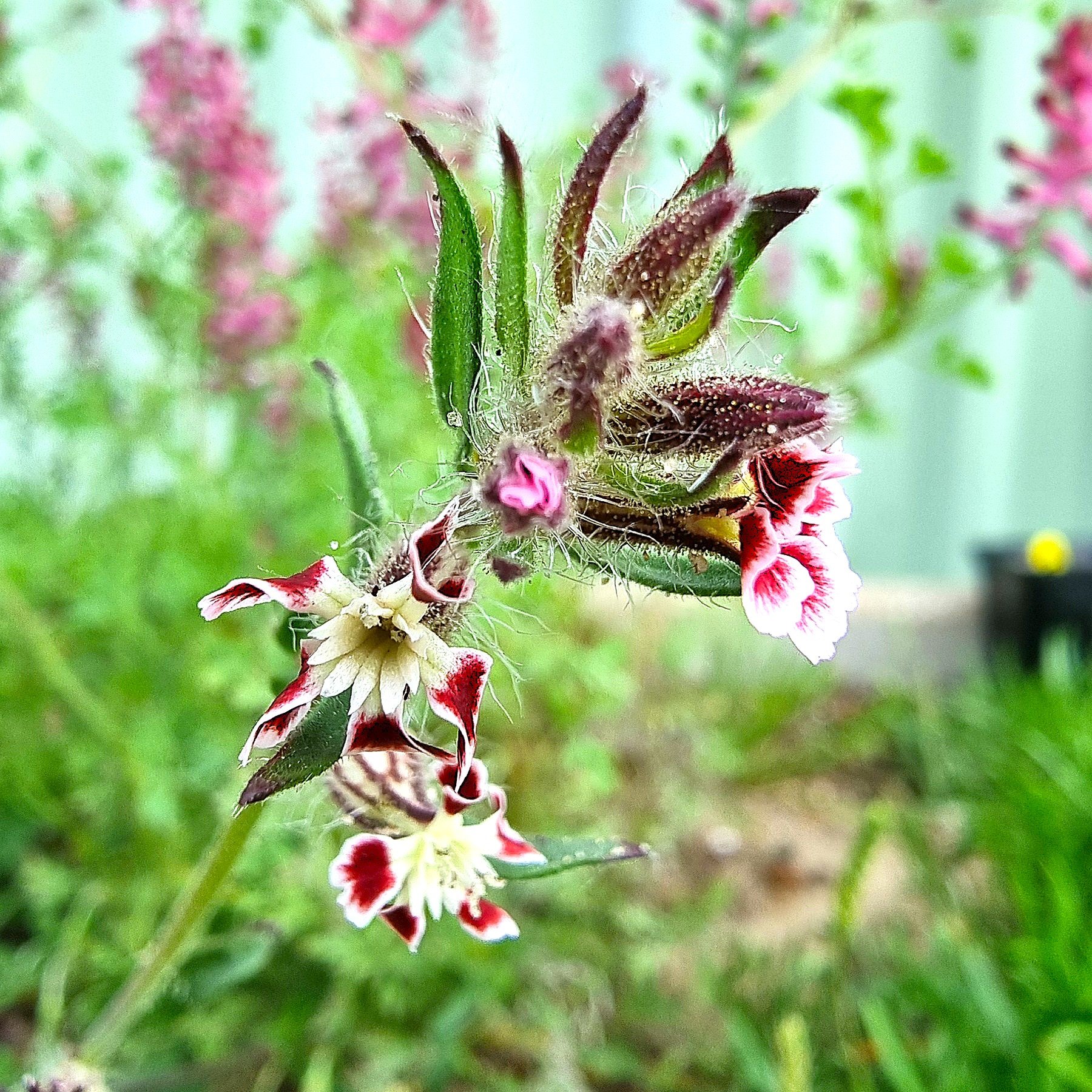 Small-flowered Catchfly