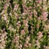 Silene gallica - Small-flowered Catchfly