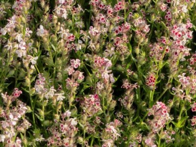 Silene gallica - Small-flowered Catchfly