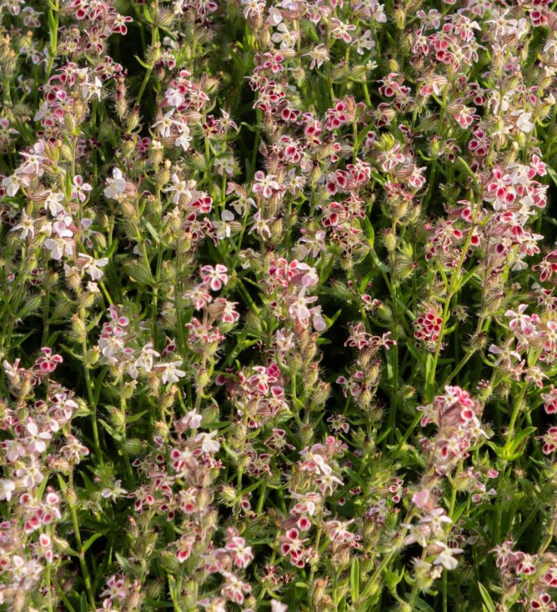 <i>Silene gallica </i> -  Small - flowered Catchfly