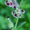 Silene gallica - Small-flowered Catchfly