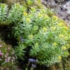 Rhodiola rosea - Roseroot