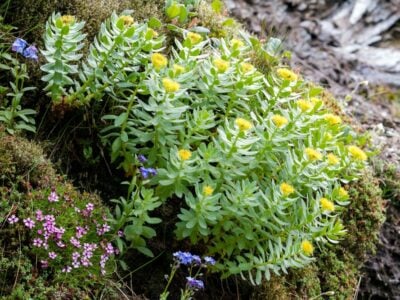 Rhodiola rosea - Roseroot