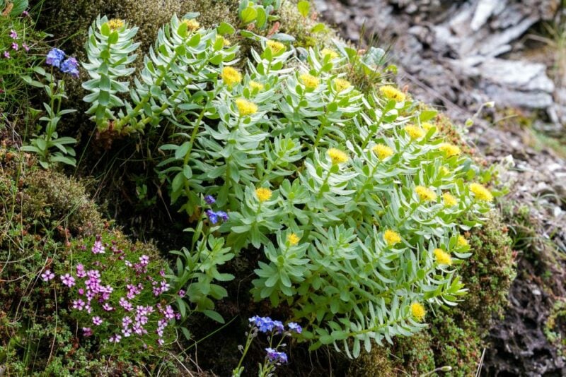 <i>Rhodiola rosea </i> -  Roseroot