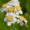 Achillea ptarmica - Sneezewort