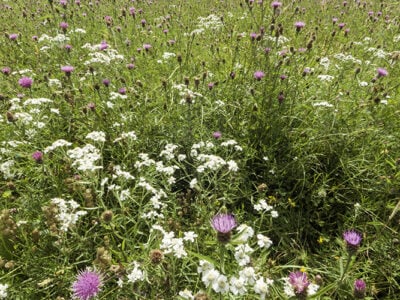 Achillea ptarmica - (Sneezewort)