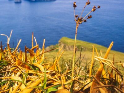 Luzula sylvatica - Great Wood-rush