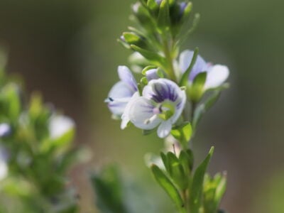 Veronica serpyllifolia- Thyme-leaved Speedwell
