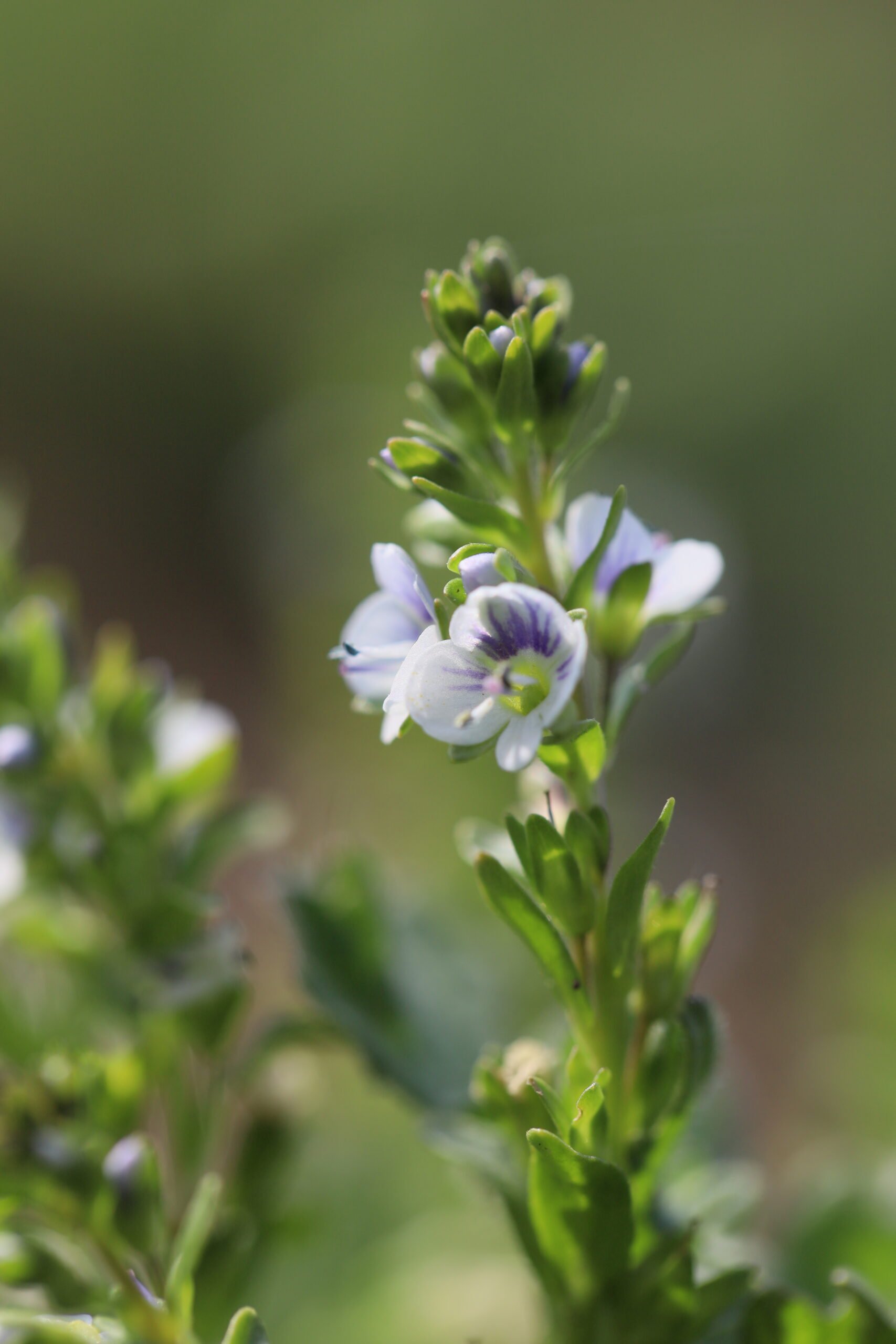 <i>Veronica serpyllifolia</i> - Thyme - leaved Speedwell
