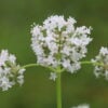 Valeriana officinalis - Common Valerian
