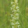 Platanthera chlorantha - Greater Butterfly-orchid