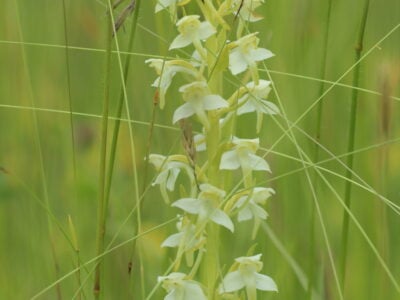 Platanthera chlorantha - Greater Butterfly-orchid