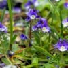 Veronica serpyllifolia- Thyme-leaved Speedwell