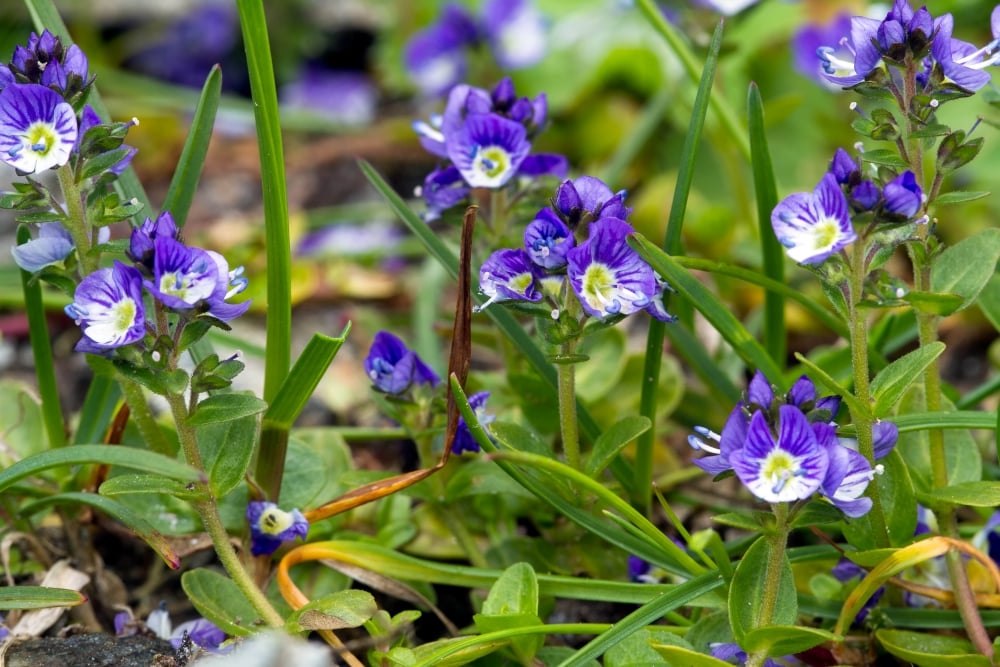 <i>Veronica serpyllifolia</i> - Thyme - leaved Speedwell