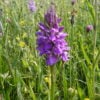 Dactylorhiza praetermissa - Southern Marsh-orchid