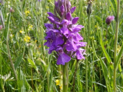 Dactylorhiza praetermissa - Southern Marsh-orchid